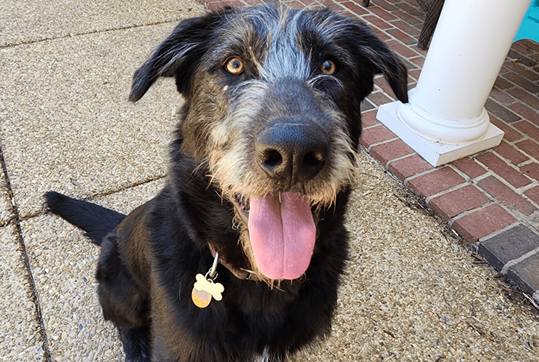 Wik zooming across the yard